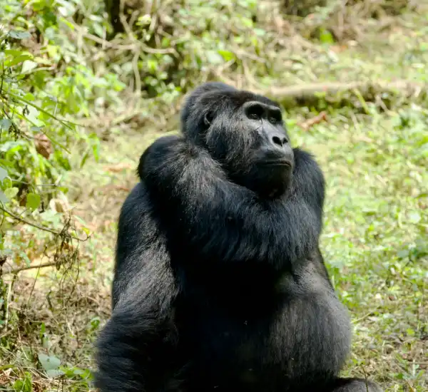 Bwindi Forest Safari in Uganda for Gorilla Trekking and Rainforest Adventure