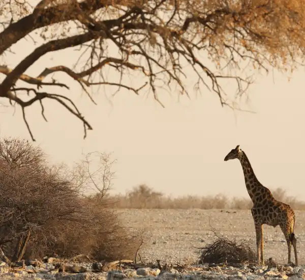 Etosha National Park Safari in Namibia with Salt Pans and Unique Game