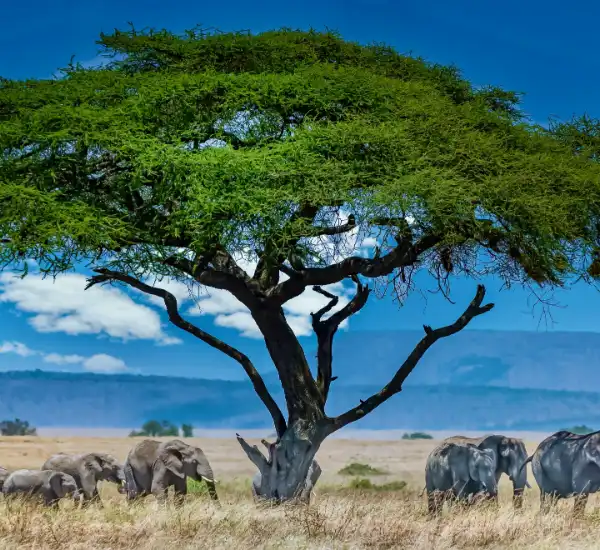 Kruger National Park Safari in South Africa with Self-Drive Big 5 Experience