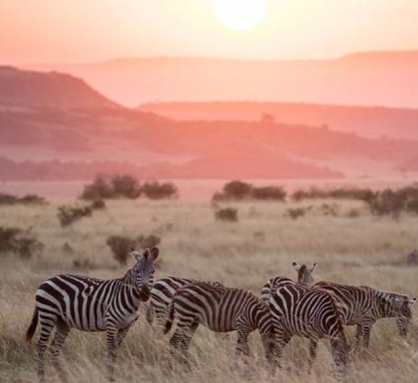 Masai Mara Safari in Kenya with Wildebeest Migration and Big Cats