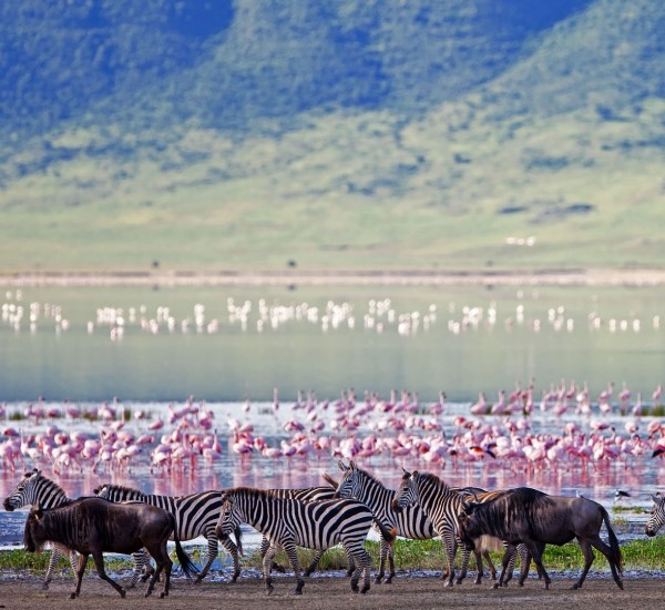 Ngorongoro Crater Safari in Tanzania with Dense Wildlife and Stunning Landscapes