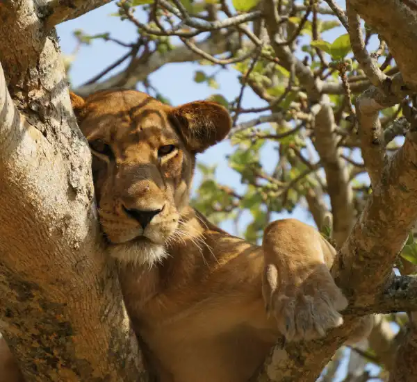 Queen Elizabeth Park Safari in Uganda with Tree-Climbing Lions and Boat Safaris
