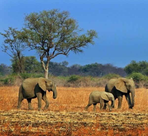 South Luangwa Safari in Zambia with Walking Tours and Rich Wildlife