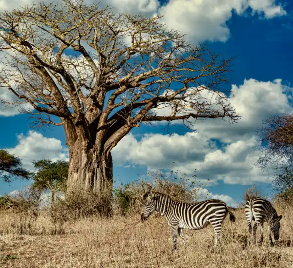 Tarangire National Park Safari in Tanzania with Elephants and Baobab Trees