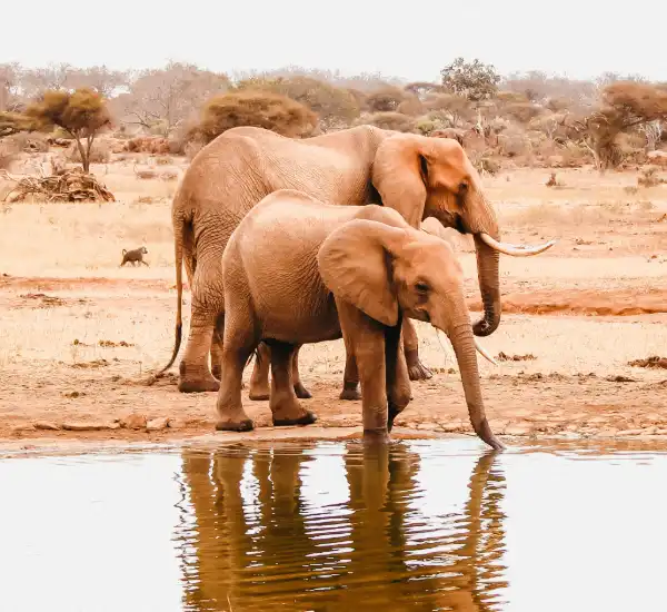 Tsavo East National Park Safari in Kenya with Red Elephants and Vast Wilderness