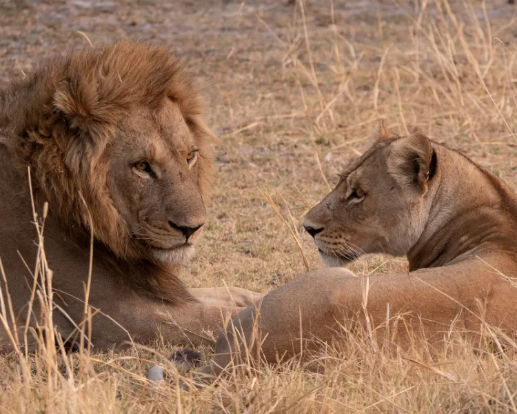 Big 5 Safari in Africa