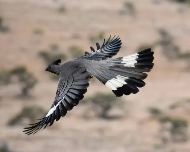 Birding Safari in Africa