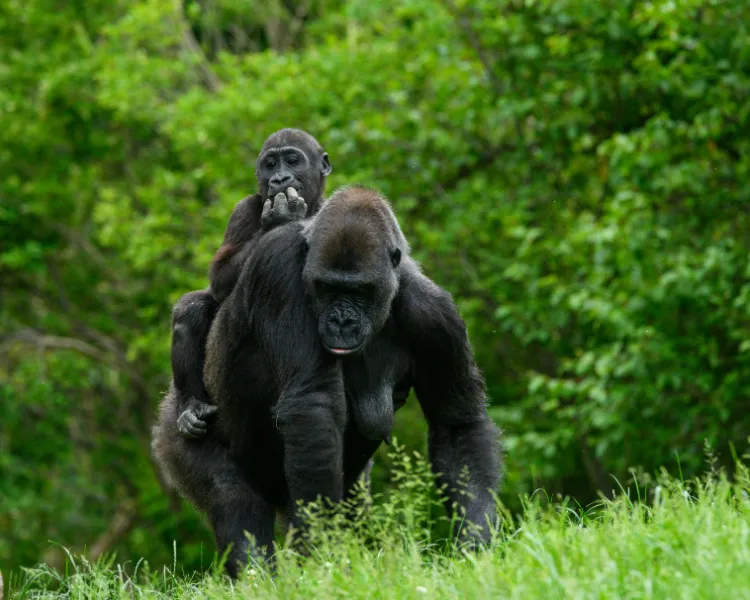 Gorilla Safari in Africa