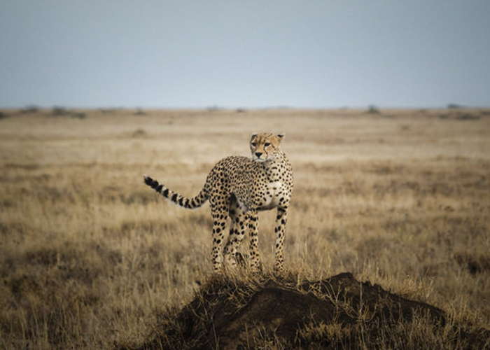 7 days 6 nights Tanzania Safaris