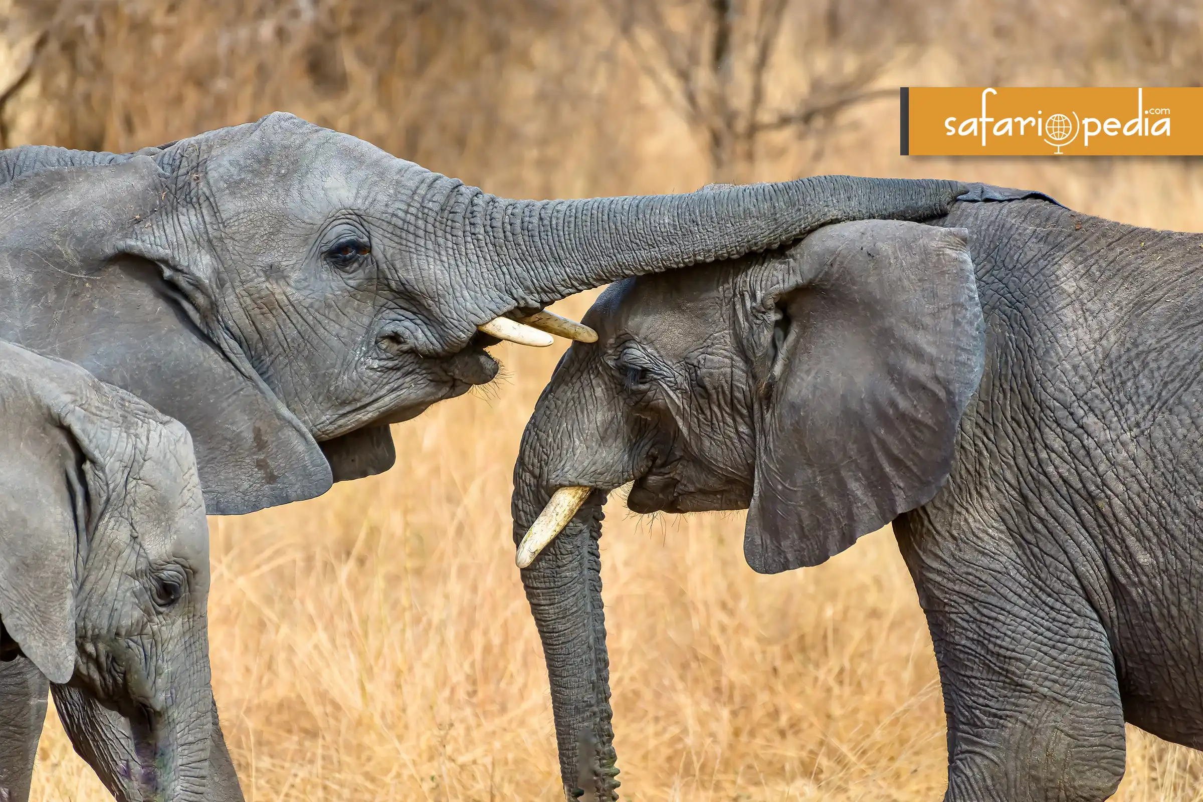 Africa's Top 7 Safari Destinations to Explore in July