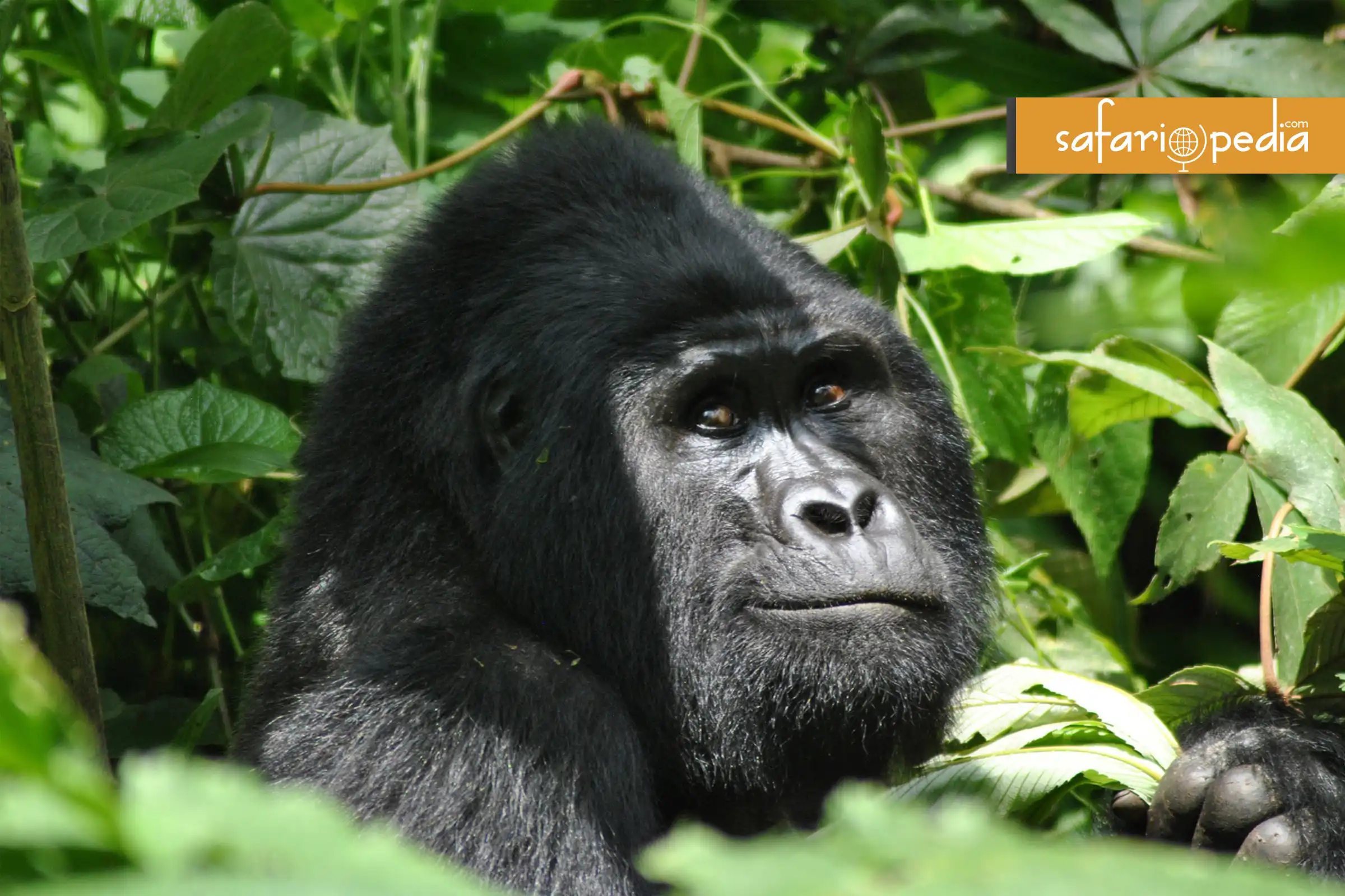 Best 10  Places To Visit In Rwanda