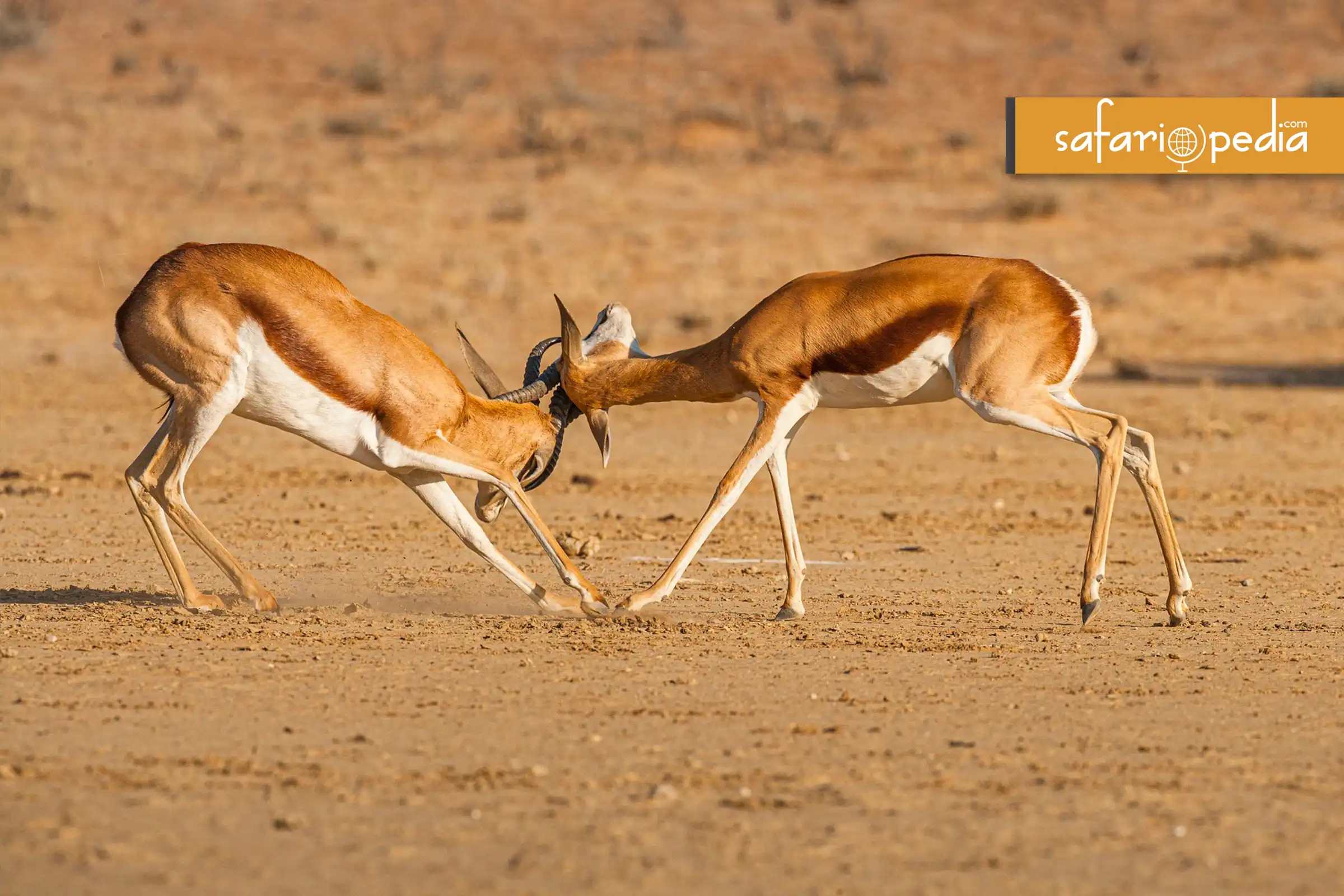 Best 10 places to visit in Botswana