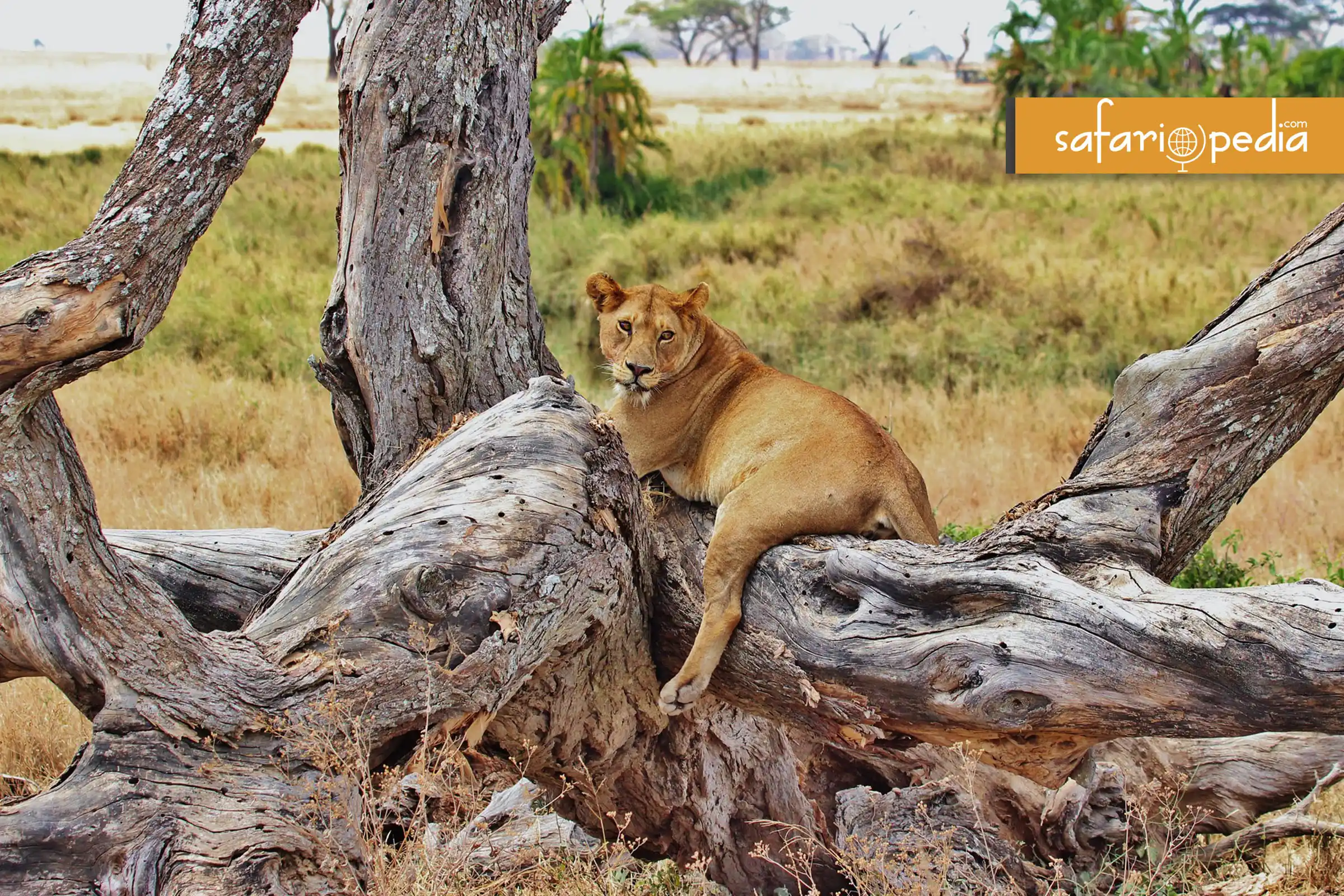 Best 10 places to visit in Tanzania