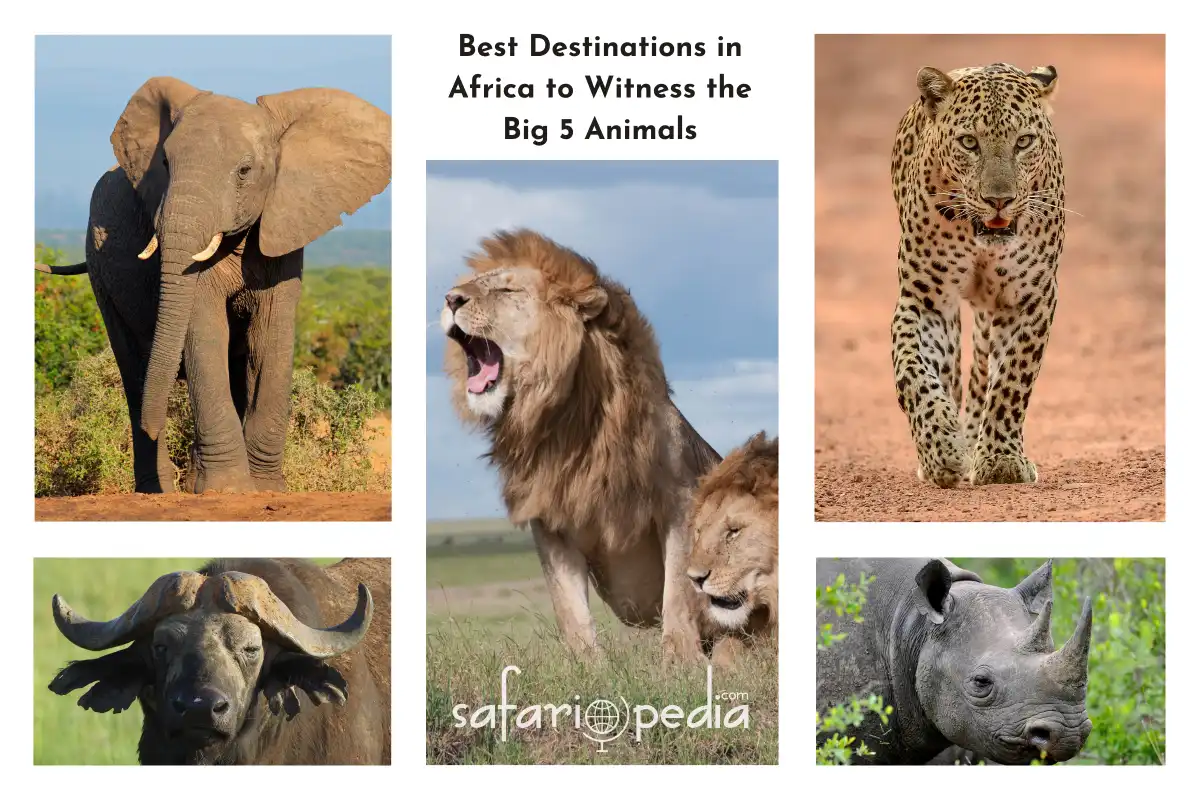 Best Destinations in Africa to Witness the Big 5 Animals