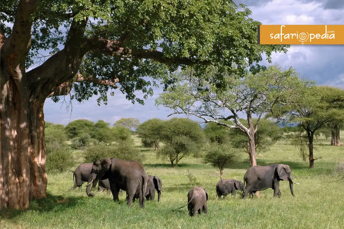 Discovering Tanzania: The Ultimate Safari Guide