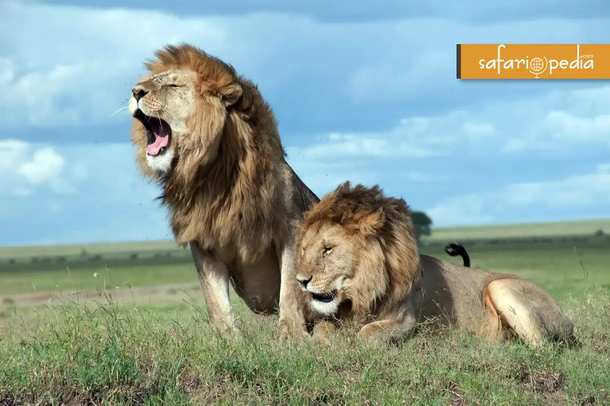 King of the Savannah 10 Must Visit Places for Lion Safaris