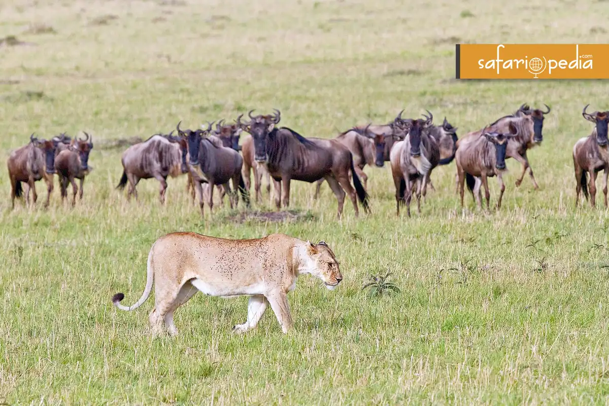 Roaring into August - The Top Safari Destinations to Explore