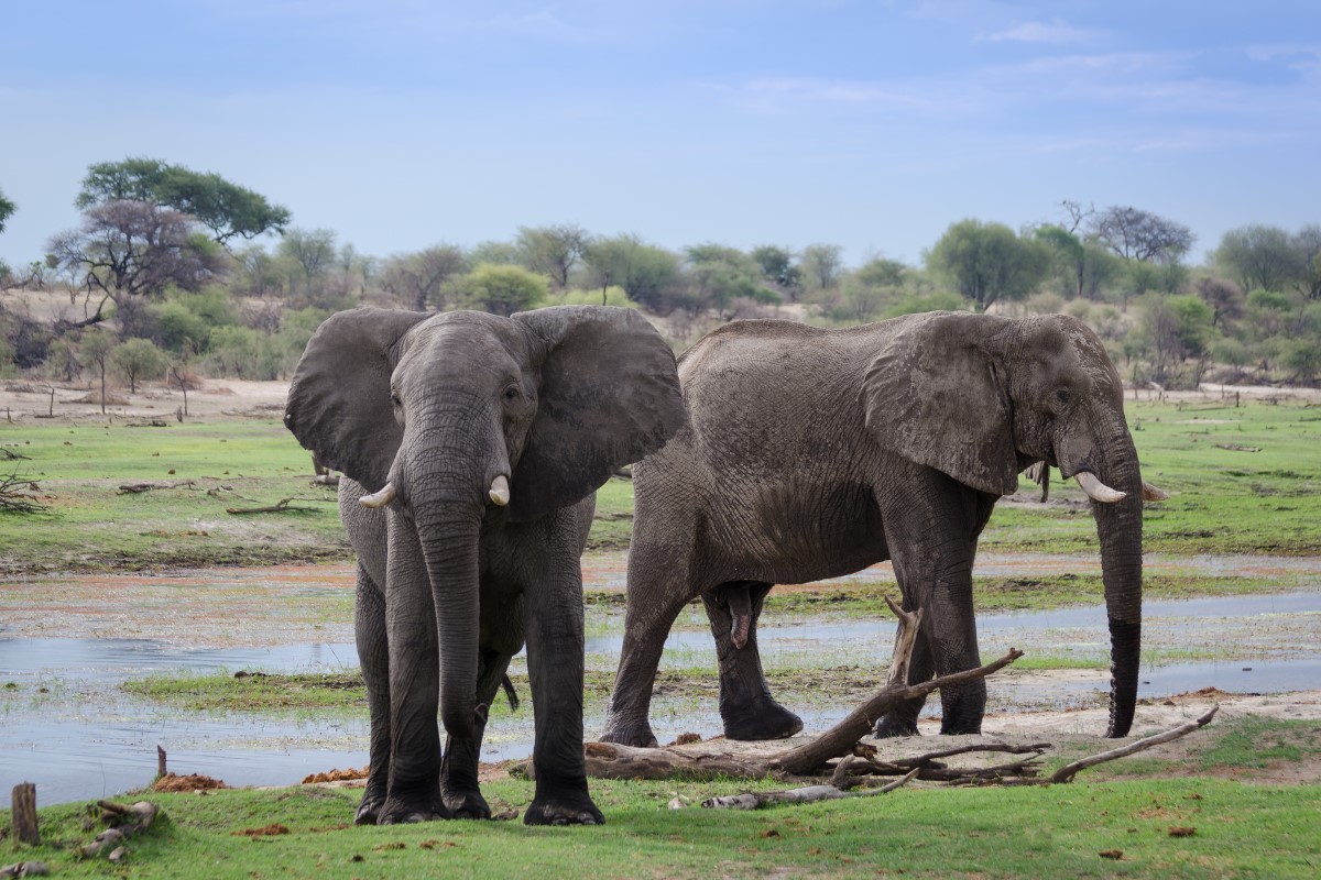 Moremi / Khwai Experience