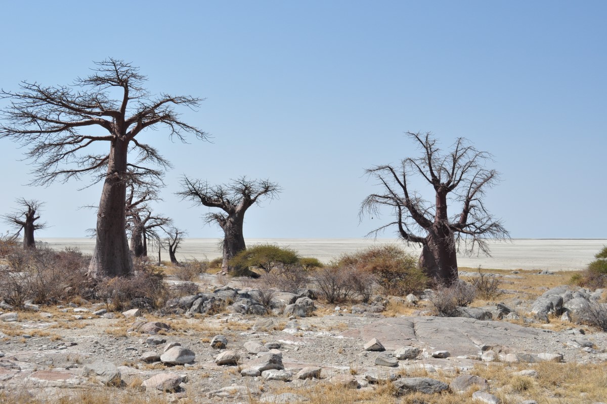 Makgadikgadi Trail 