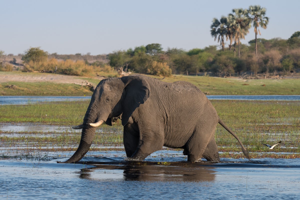 VICTORIA FALLS AND CHOBE