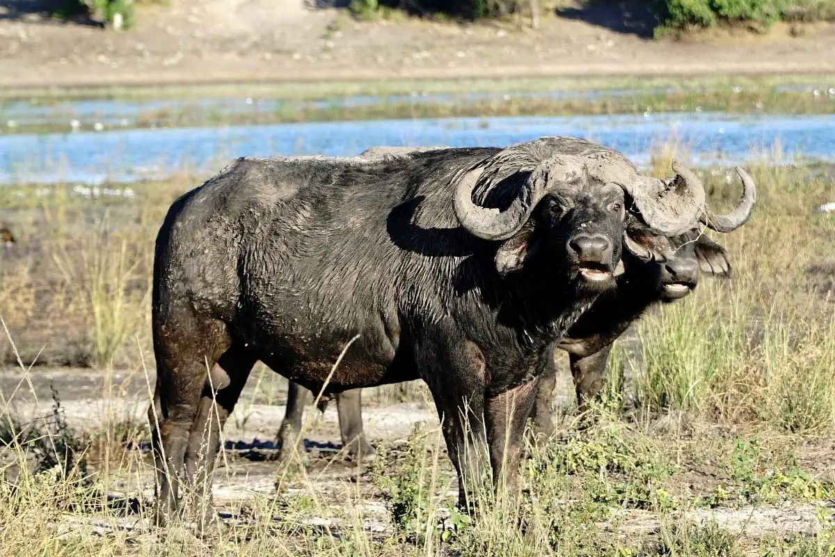 Private Tailor Made Buffalo Safari 9 Nights 10 Days
