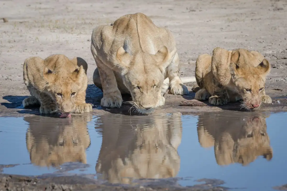 1-Day Chobe National Park Safari Tour from Vic Falls