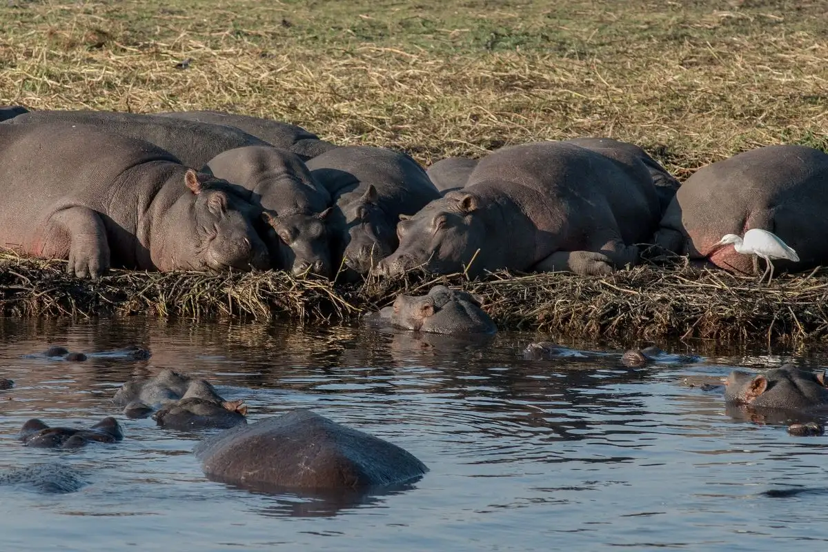 Chobe National Park Full Day Safari Experience