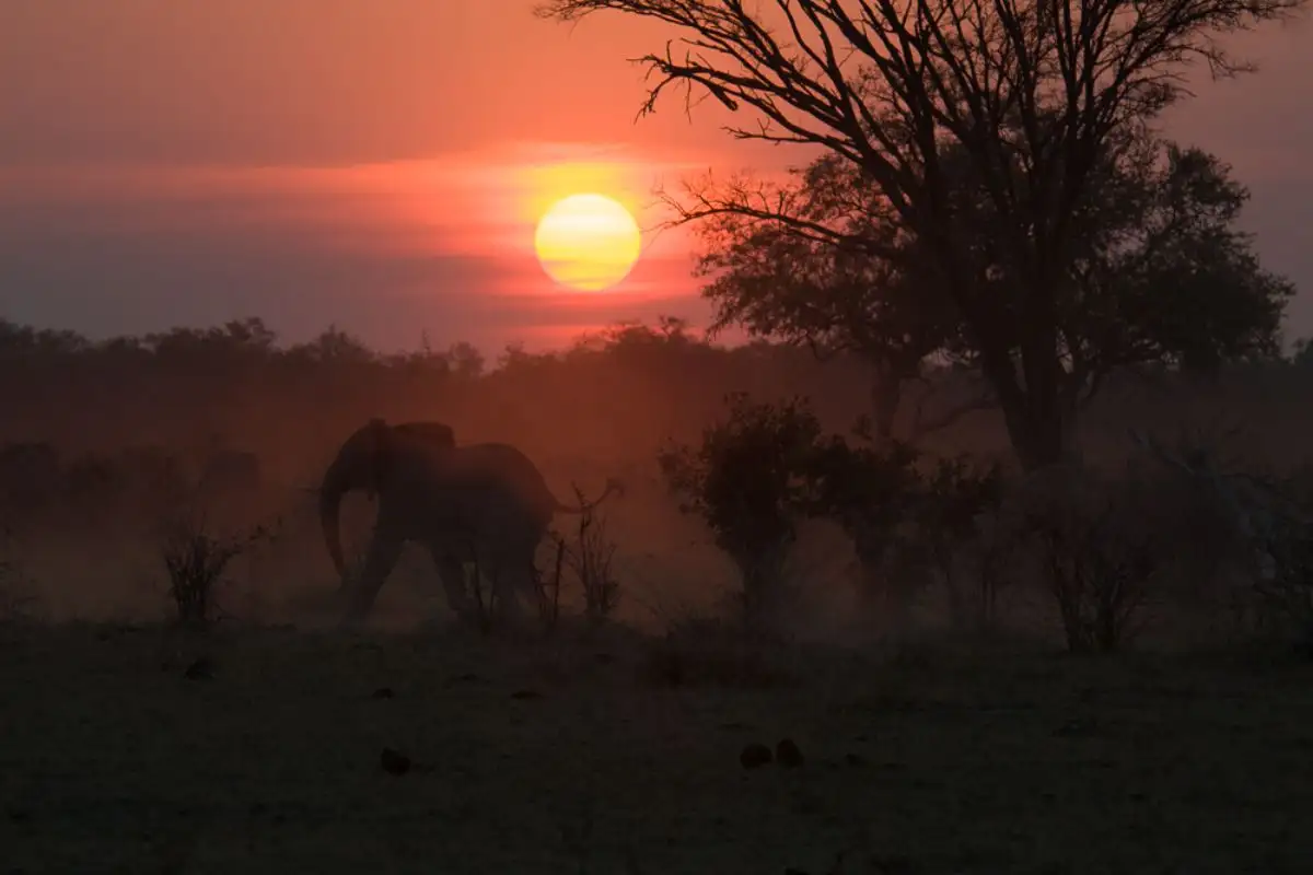 15 Days Botswana Wild Encounters