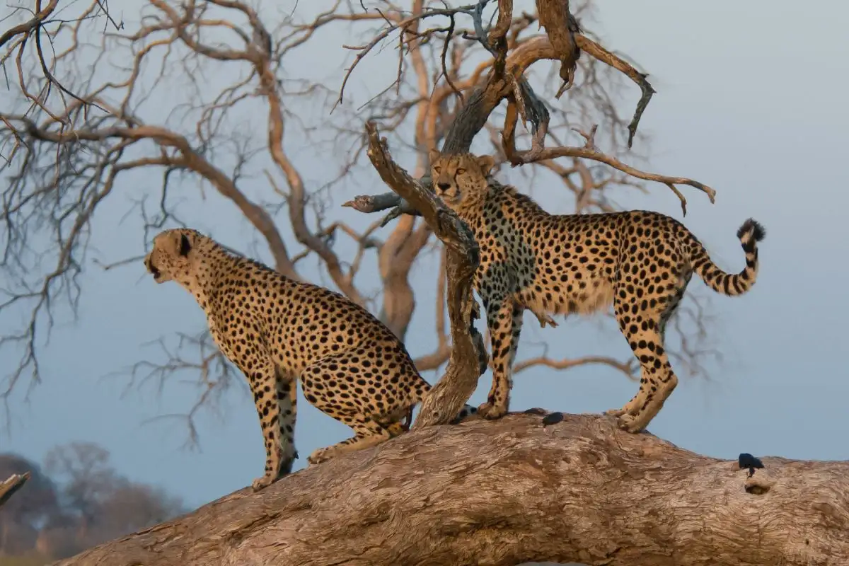 15 Days From Namibia to Botswana and Zimbabwe