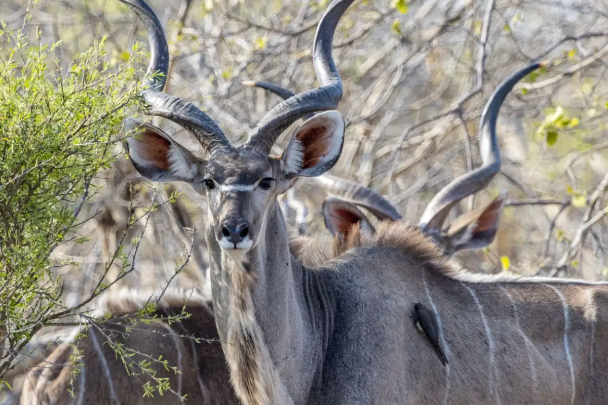 Steenbok Trail Safari - 7 Nights / 8 Days