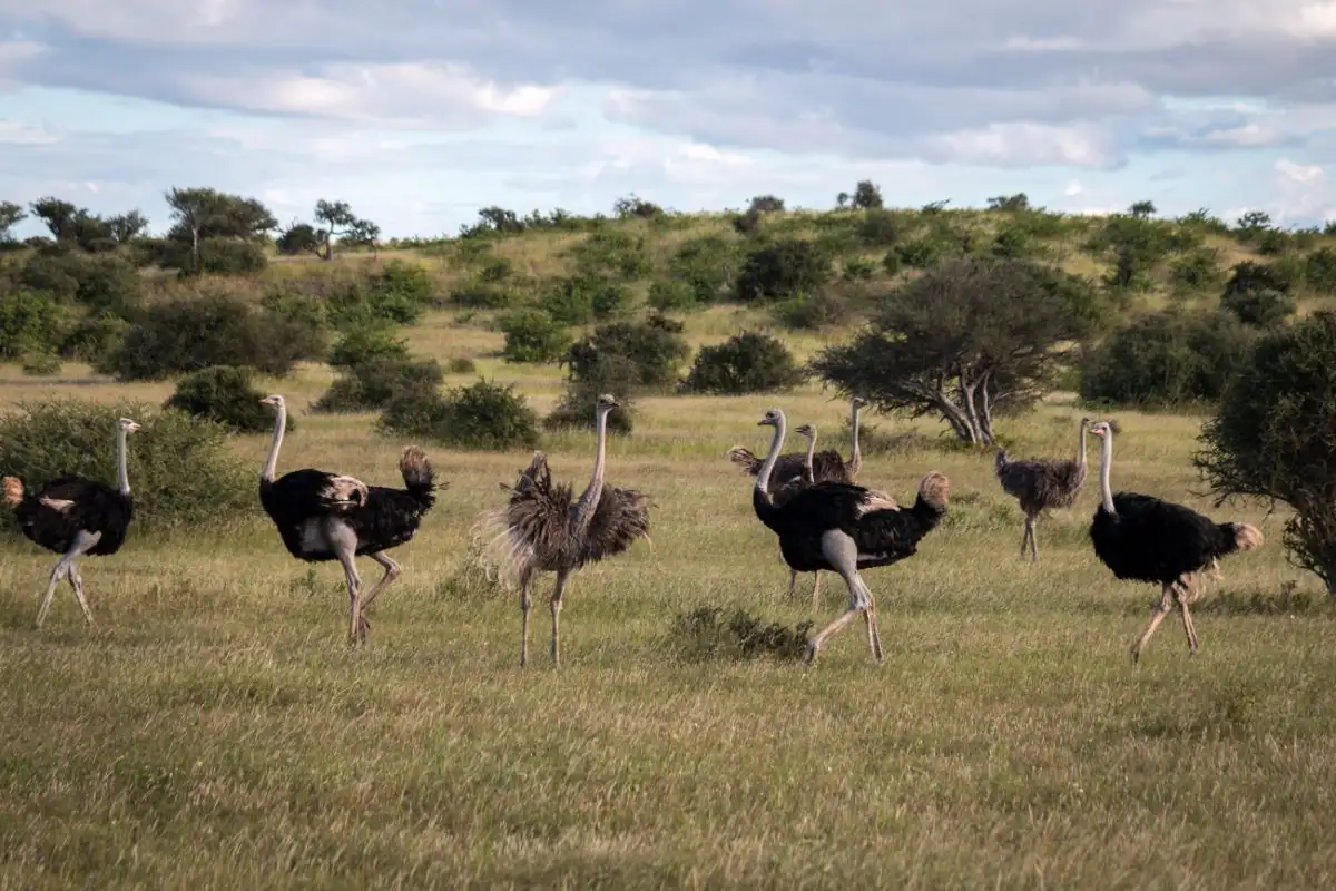 Our Pride-Tsodilo Hills, Gcwhiba Caves 6 Nights 7 Days