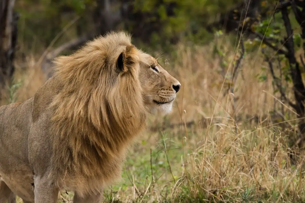 9 Days Botswana Delta Waters & Wildcats - Includes 2 Boat rides & Mokoro Ride