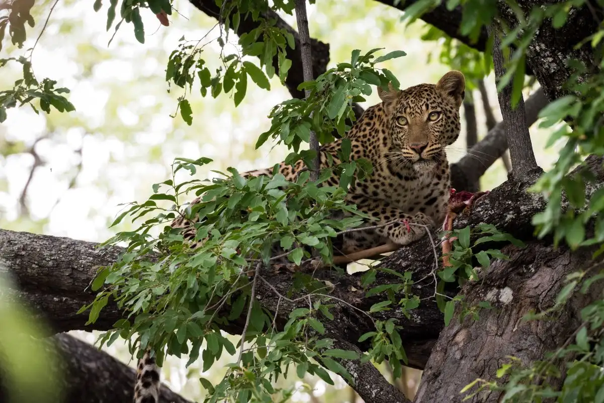 2-Day Moremi Explorer