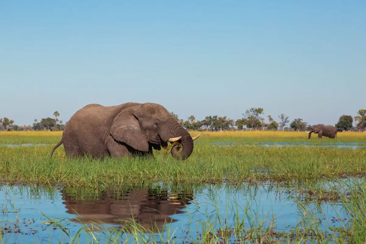 SHORT AND SWEET SAFARI