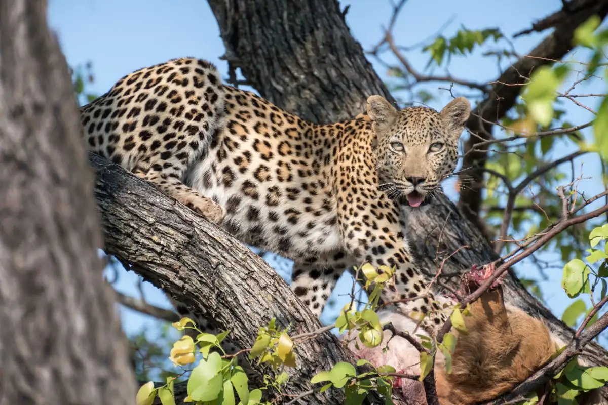 A 5 day adventure in the pristine wilderness of Botswana