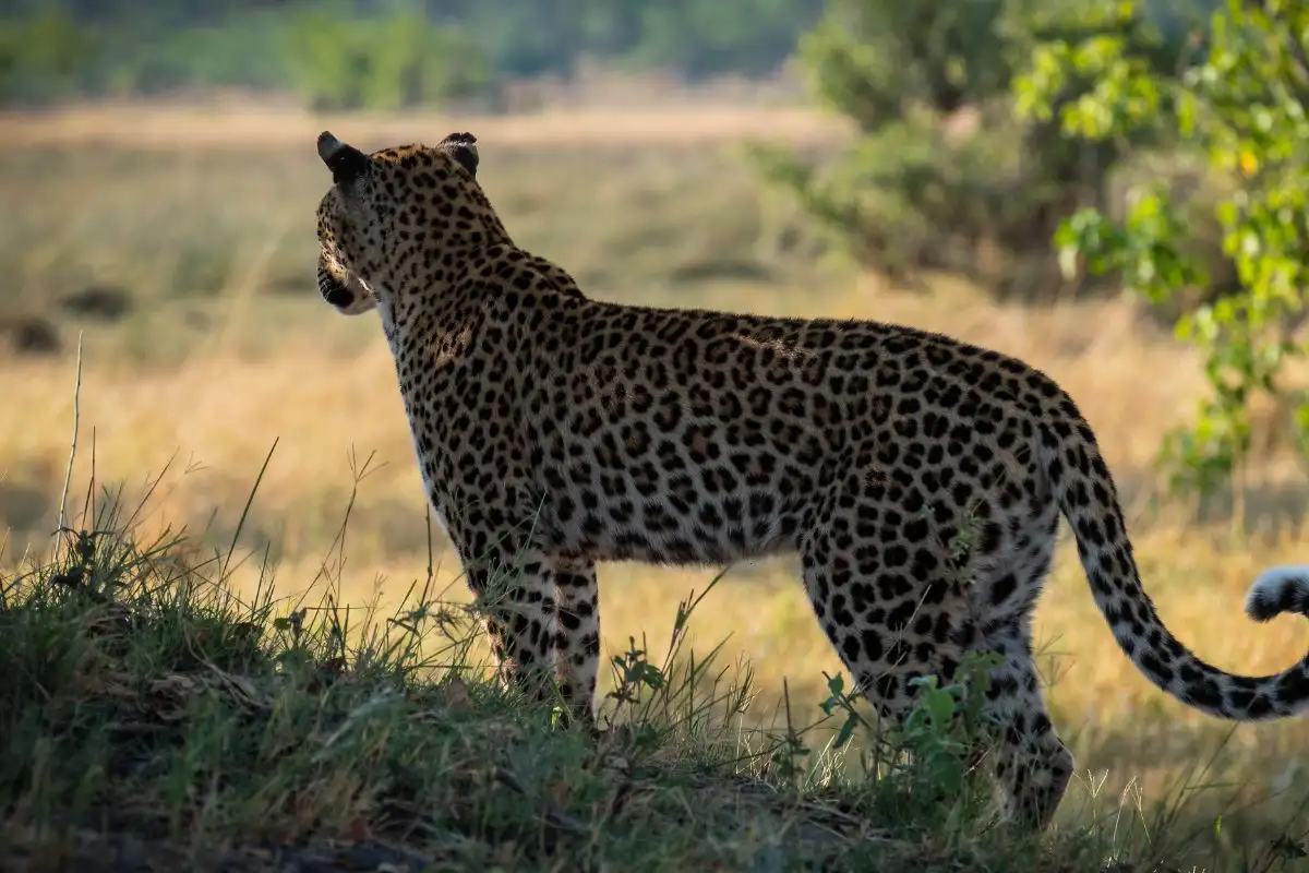 Moremi 3 Nights, 4 Days camping Safari