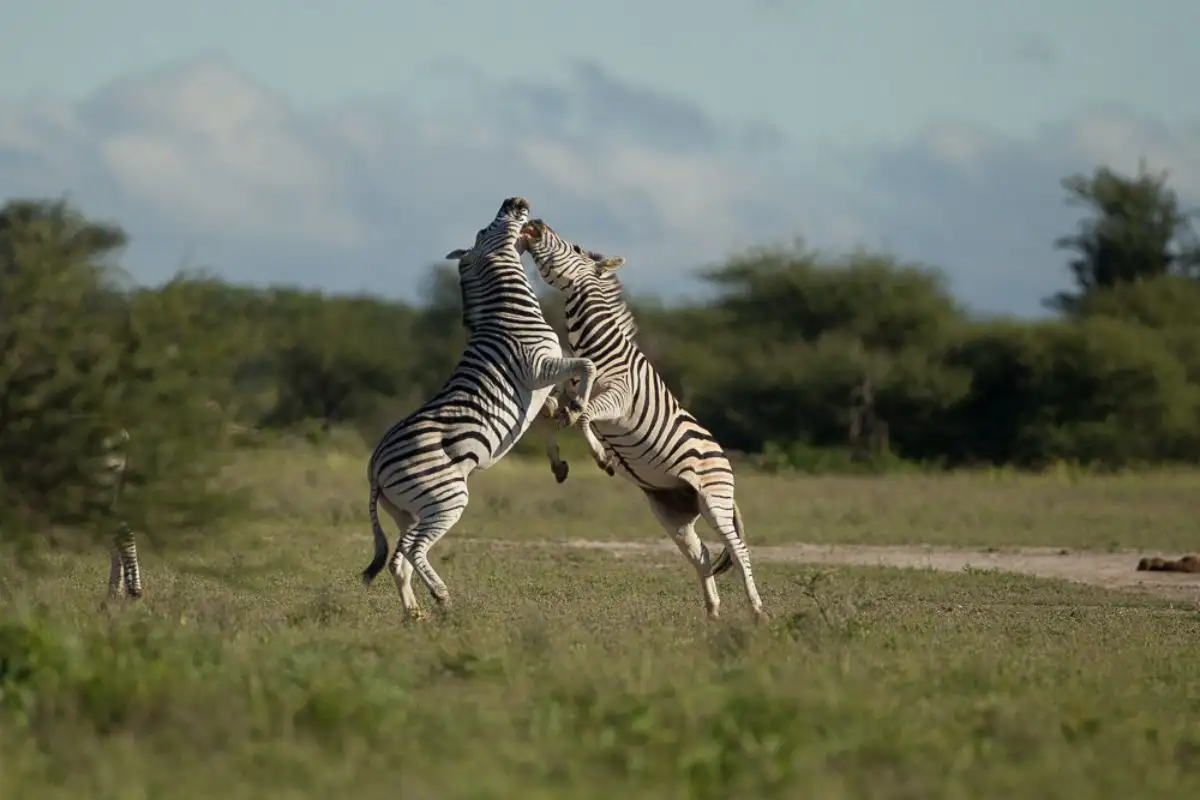 10 Days Delta Predators & Salt Desert Oasis - Includes Boat ride & Mokoro Ride