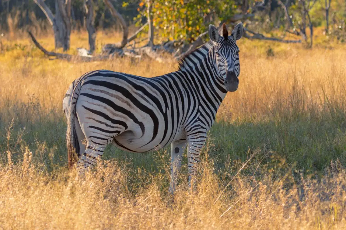 10-Day Botswana Okavango & Savuti Mobile Tented Safari