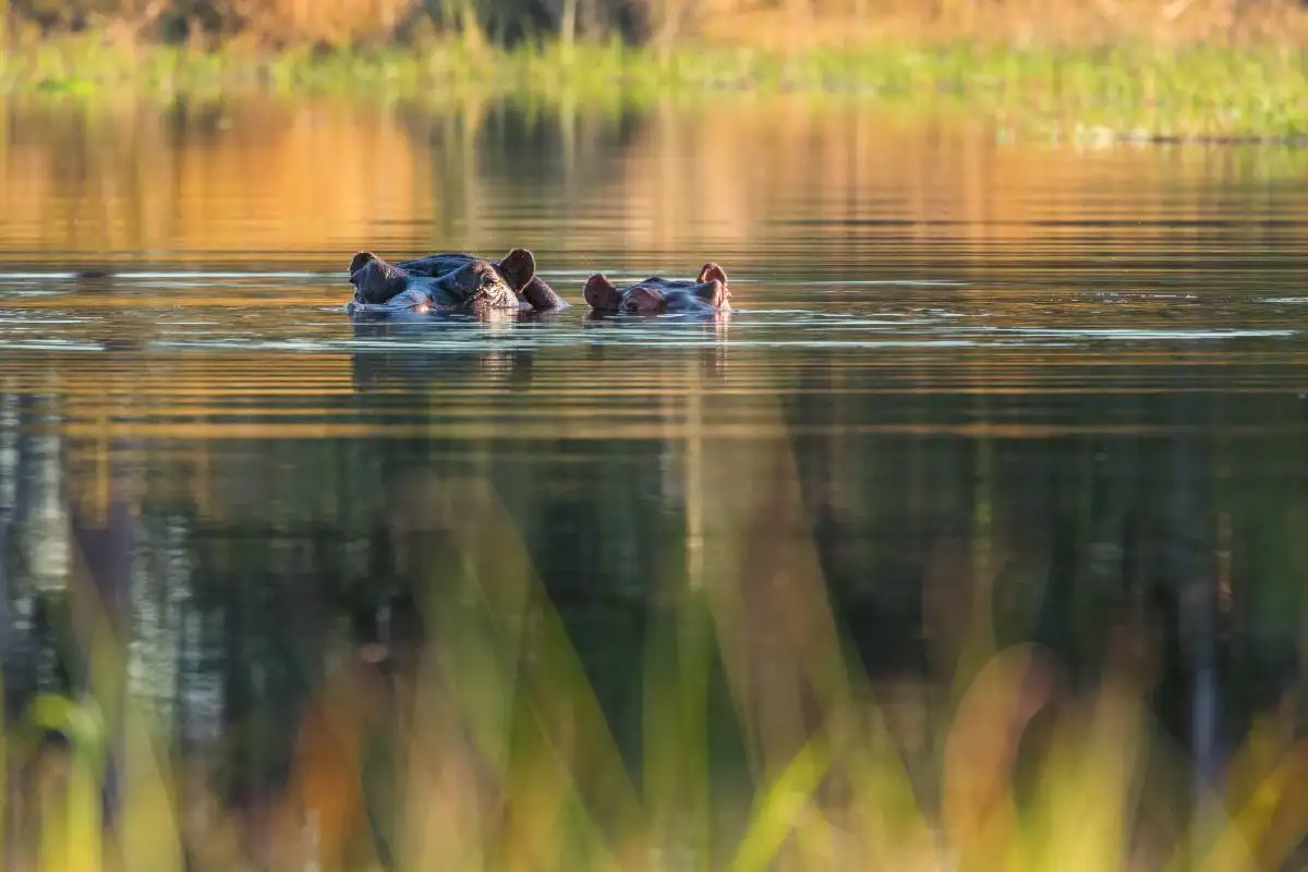 9-Day Victoria Falls, Chobe and Okavango Fly-in Safari