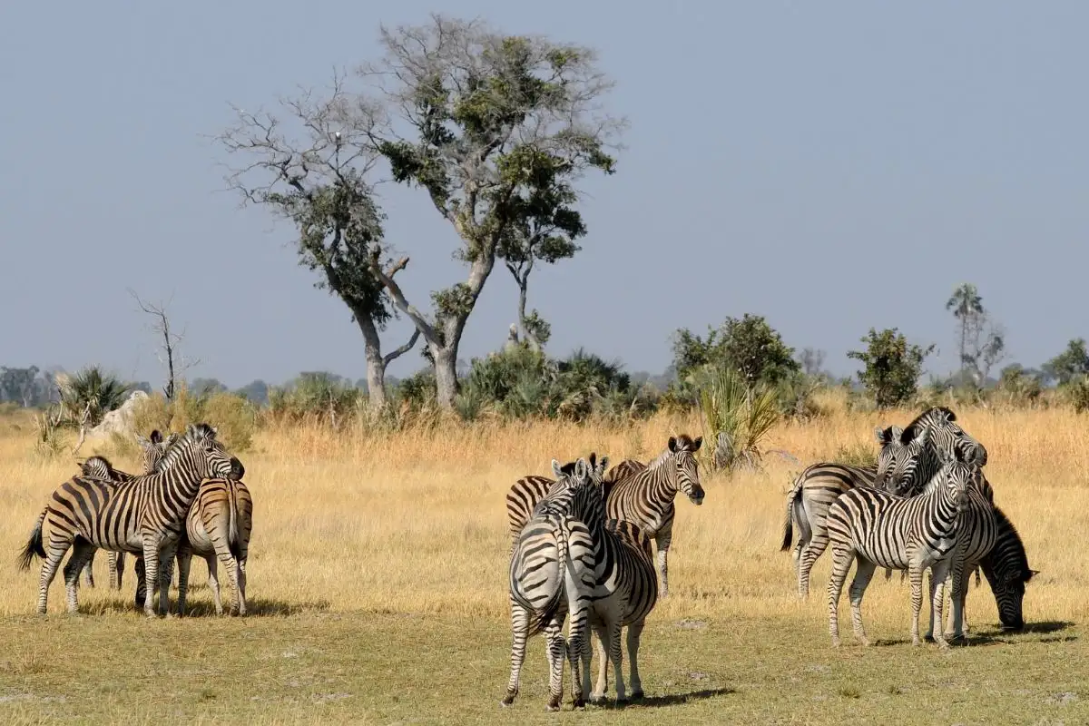 7-Day Desert & Delta Expedition Botswana