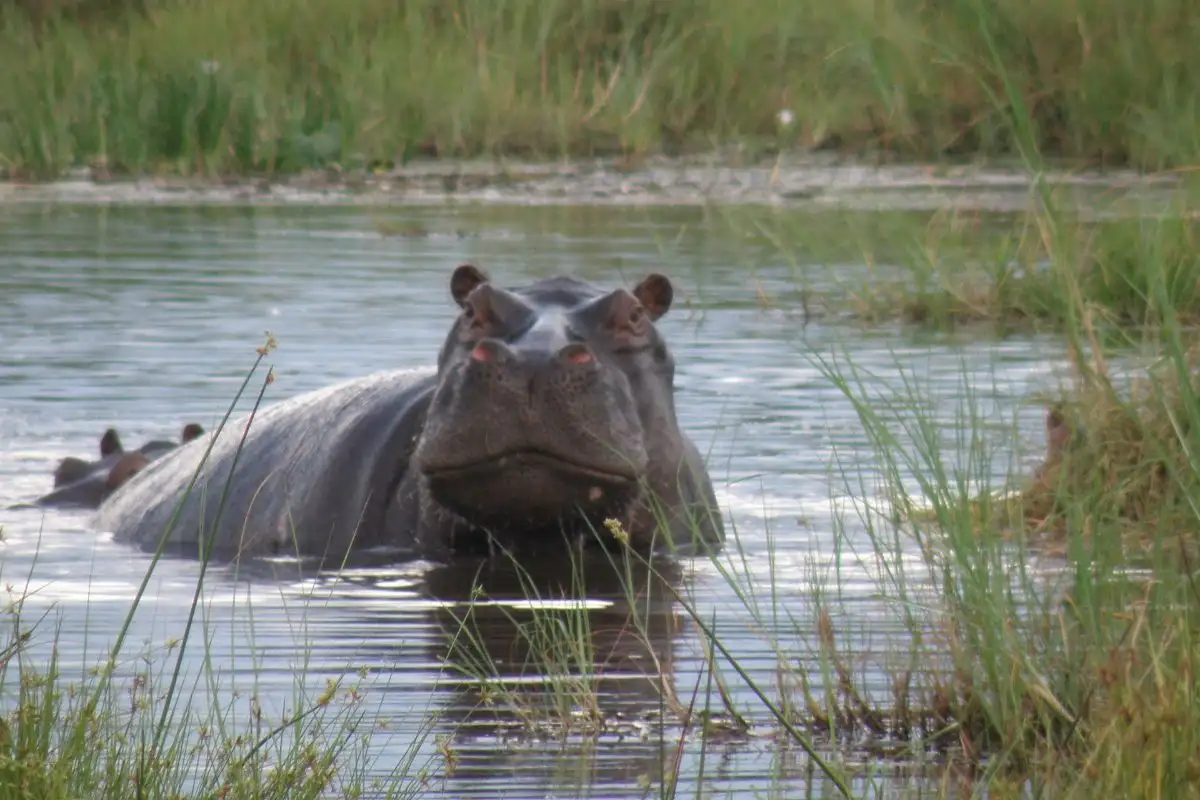 Mokoro Overnight -Okavango delta