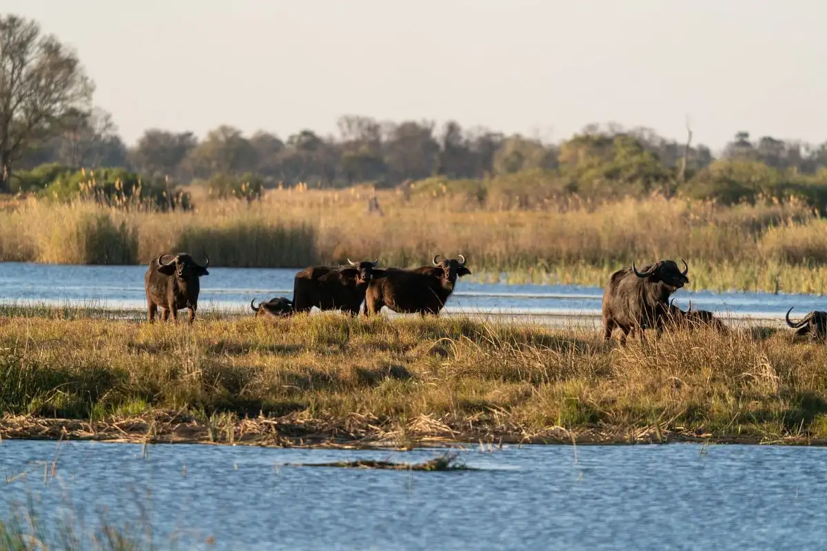 3-Day Ultimate Camping Safari Okavango Delta