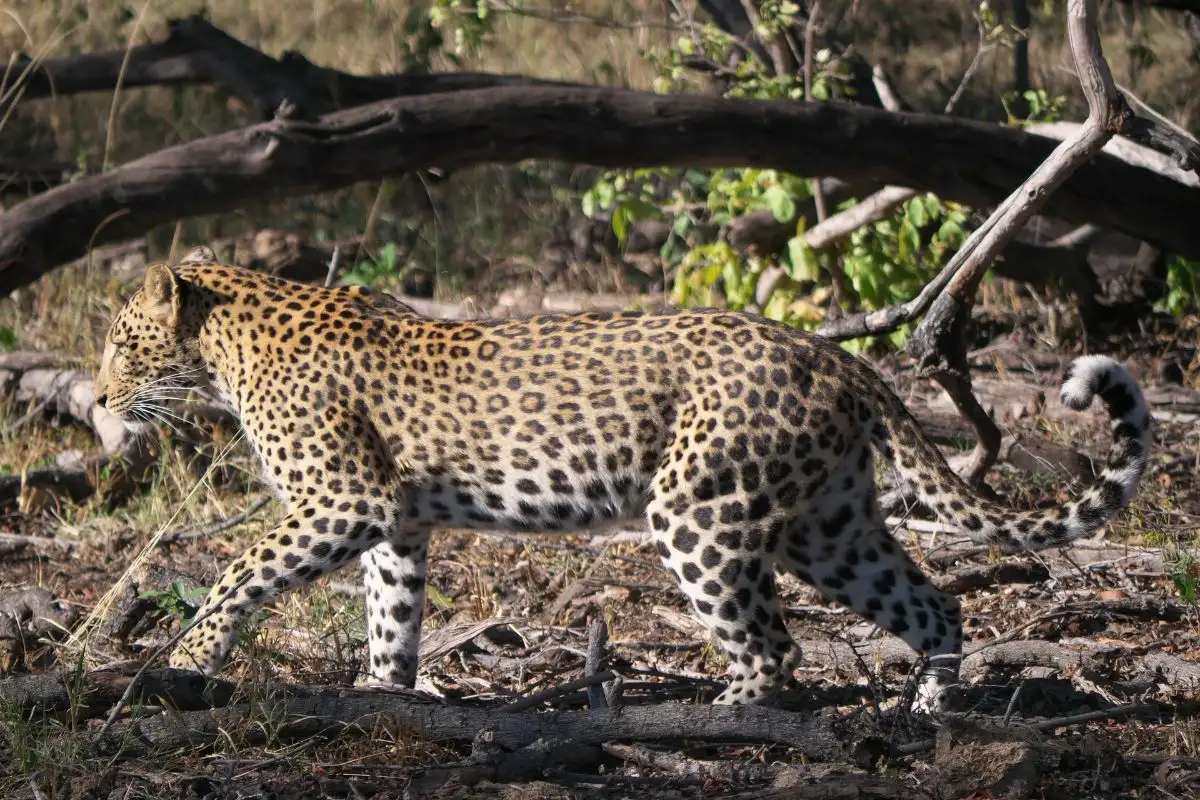 1-Day Makgadikgadi National Park