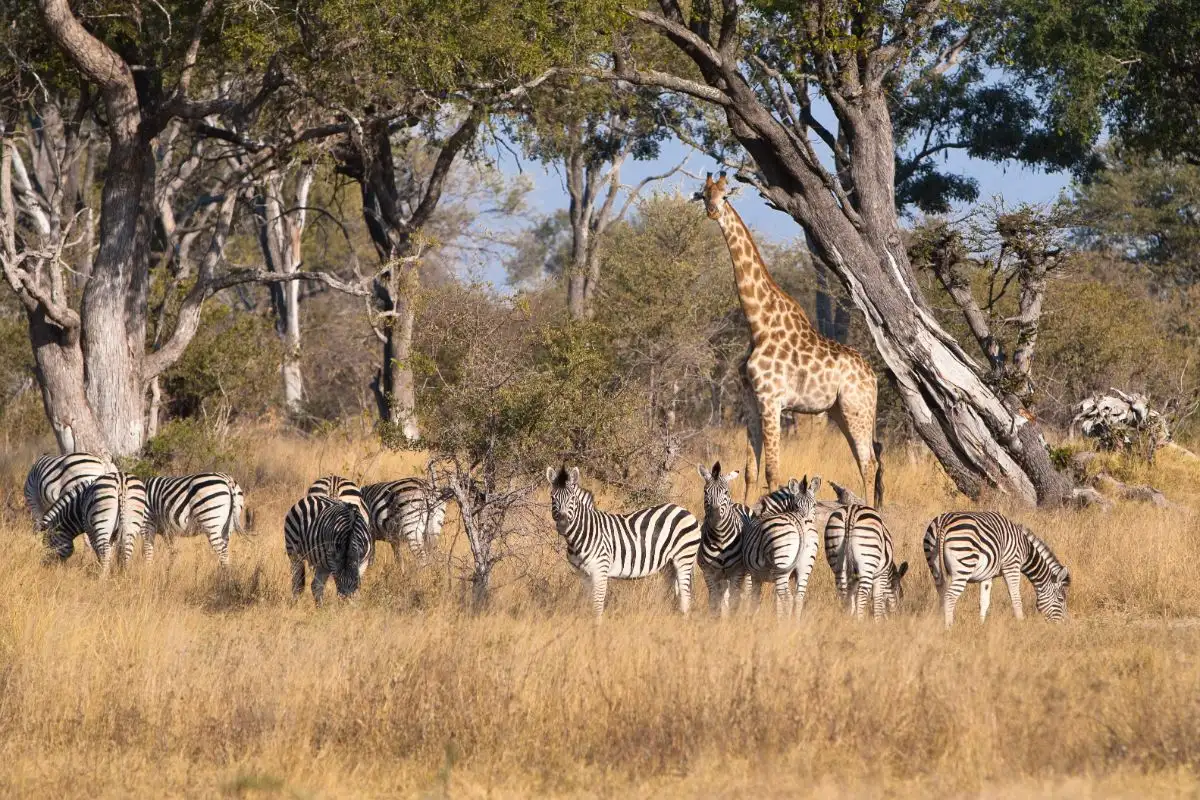 10 DAYS EXCLUSIVE SAFARI IN CHOBE NATIONAL PARK ,MOREMI GAME RESERVE & OKAVANGO DELTA 
