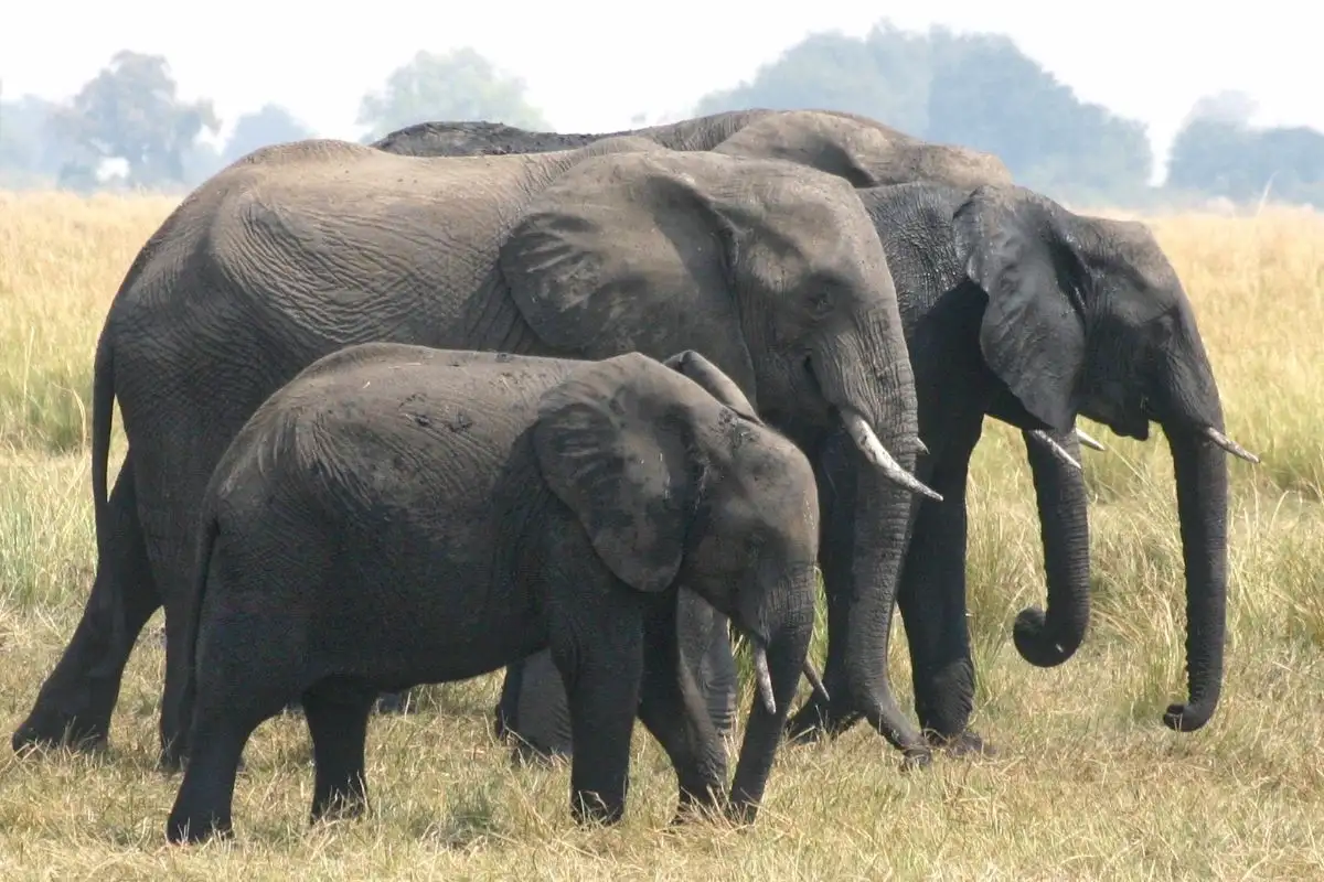 Elephant Safari 10 Nights 11 Days
