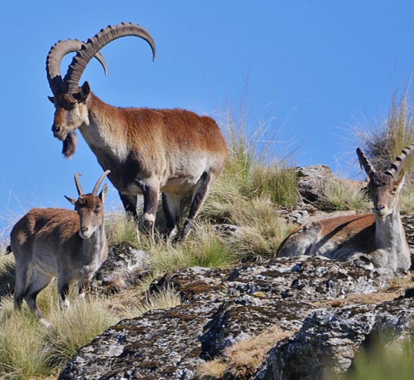 Ethiopia safari destination