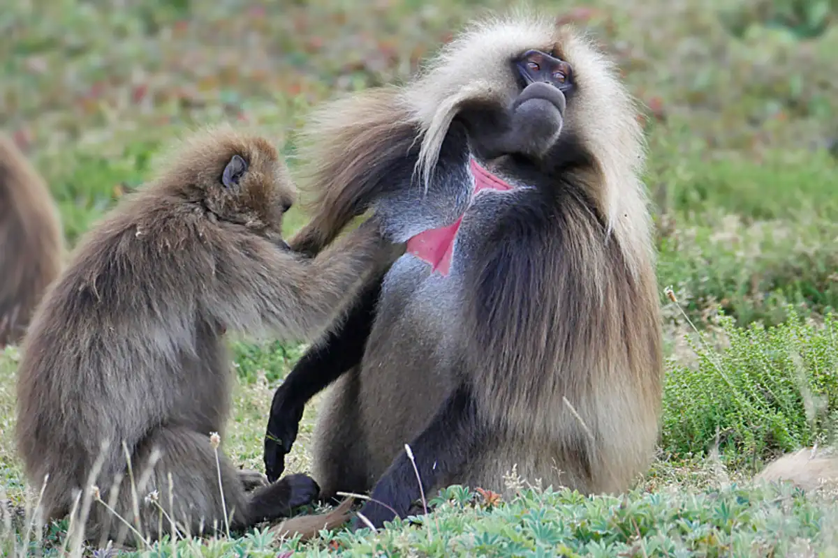 4 Days Simien Mountain Trekking and Wilde life spotting 