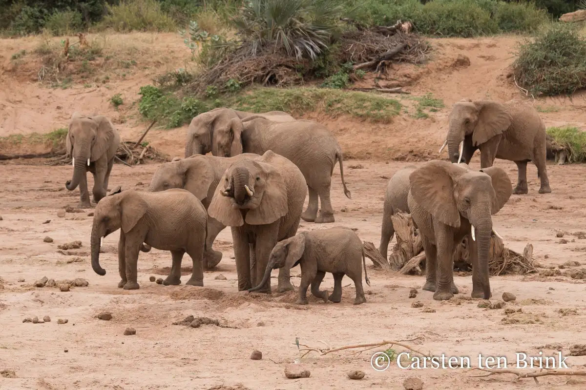 Kibo Safari (Amboseli – Lake Naivasha – Masai Mara)
