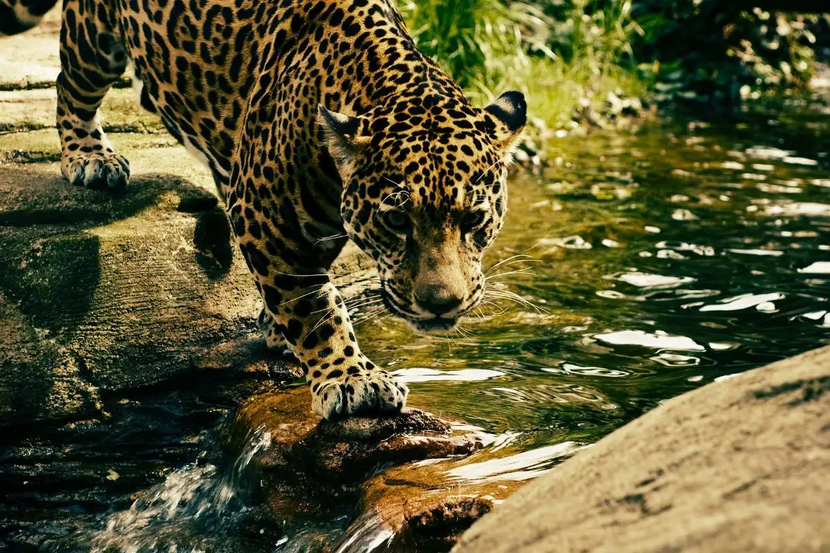 The Forest Tour at Aberdares