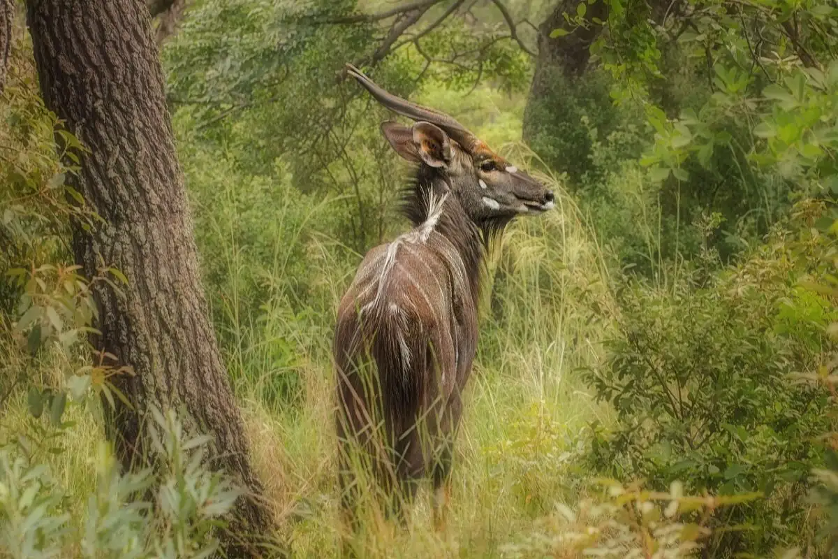 5 DAY KENYA GROUP JOINING SAFARI - Aberdare- Samburu- Nanyuki- Nairobi.